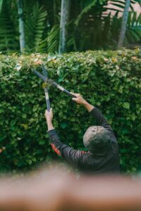 A homeowner using hand pruners to trim a leafy shrub in a backyard garden.